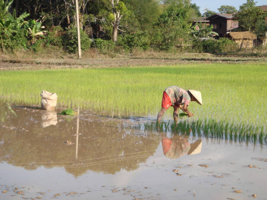 Rice Farm In Laos