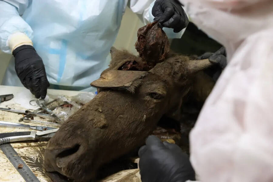 Scientists Examine Ancient Bison