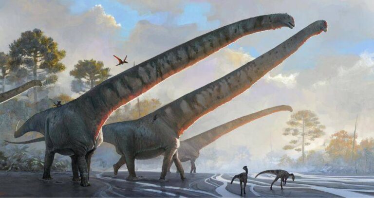 Three Mamenchisaurus Sinocanadorum