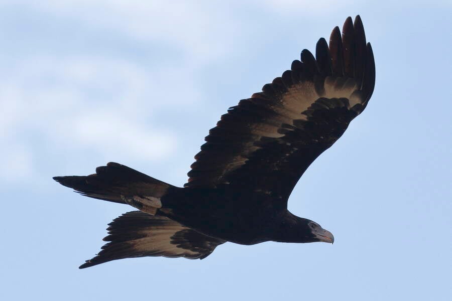 Wedge Tailed Eagle