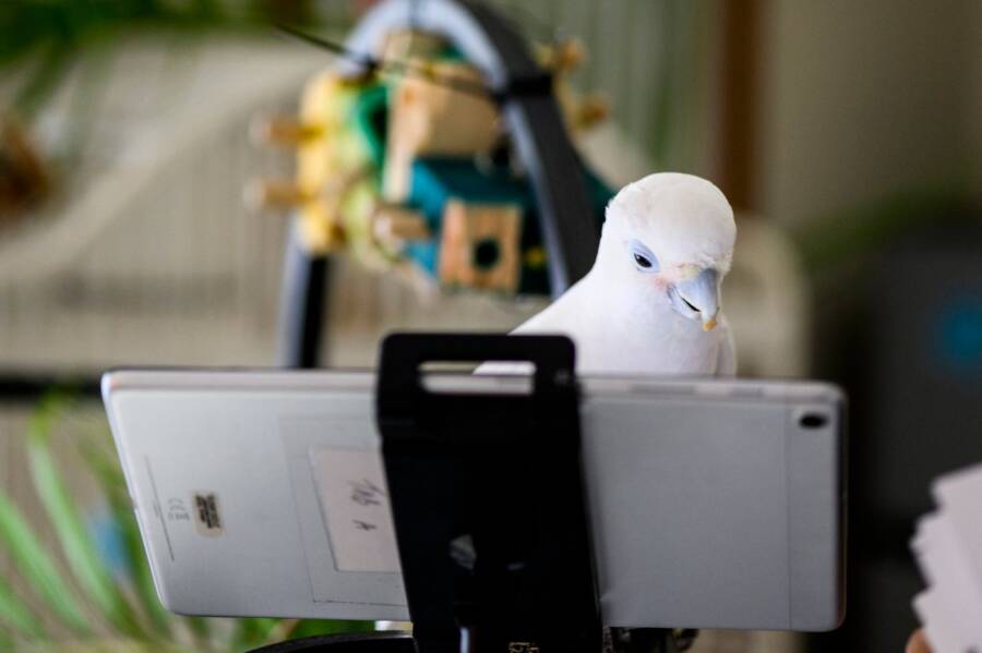 Bird Looking At Screen