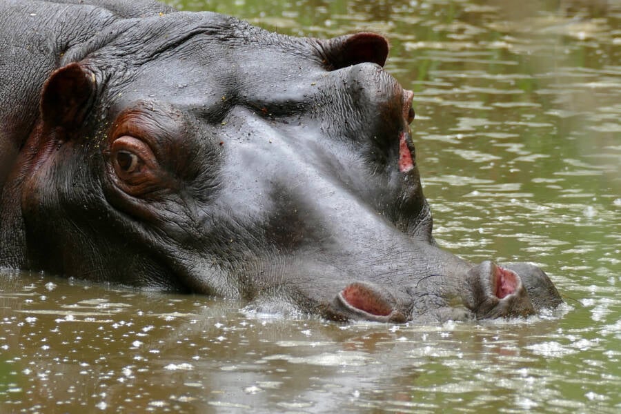 Colombian Cocaine Hippo