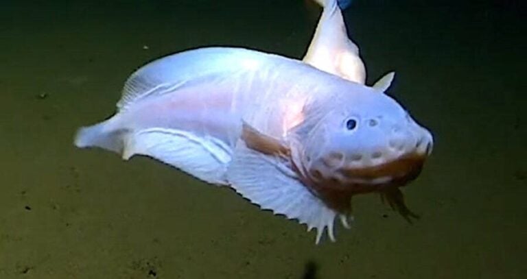 Deepest Fish On Camera