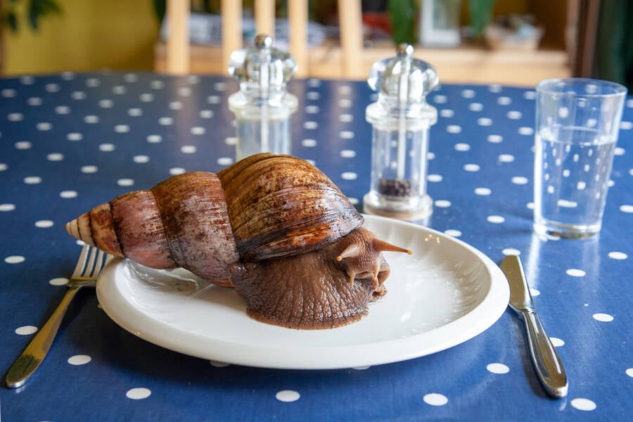 Giant Land Snail On A Plate