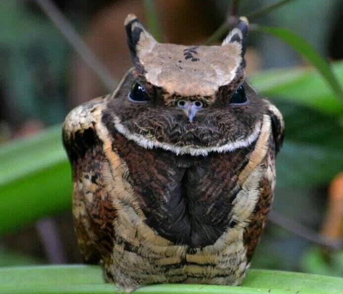 Great Eared Nightjar: The Bird That Looks Like A Baby Dragon