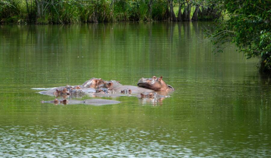 Herd Of Hippopotamuses In Colombia