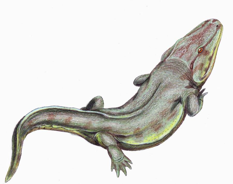 Rhinesuchid Temnospondyl