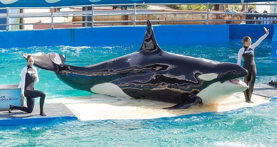 lolita-the-orca-is-being-released-after-50-years-in-captivity