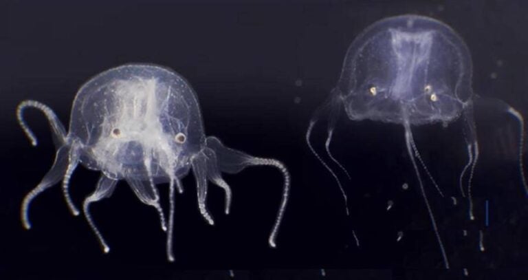 Tripedalia Maipoensis With Eyes