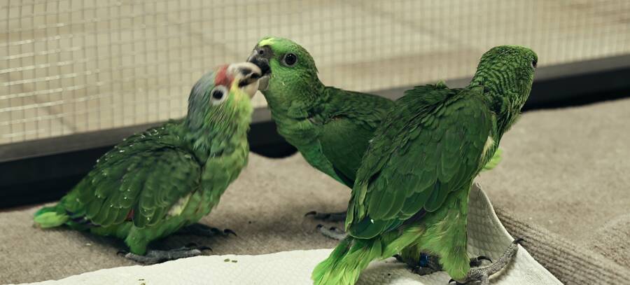 baby parrots playing