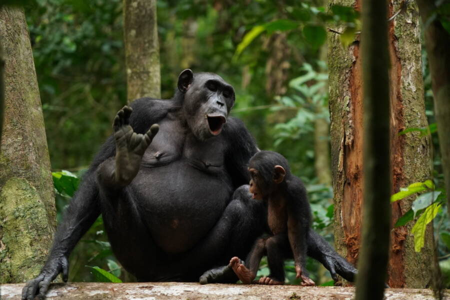 Chimpanzees Language