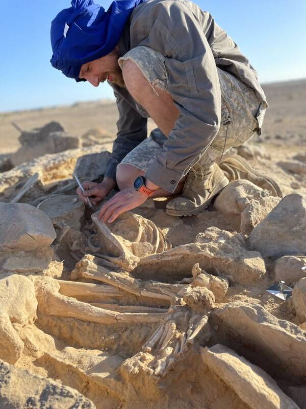 Excavating Skeleton In Oman
