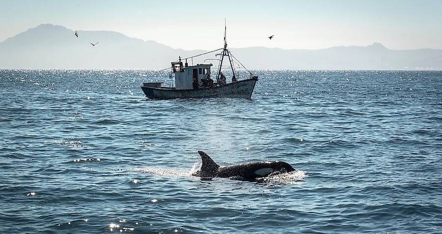 sailboat orca attack