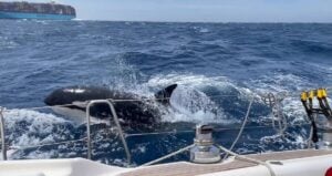 Orca Attack Near Morocco