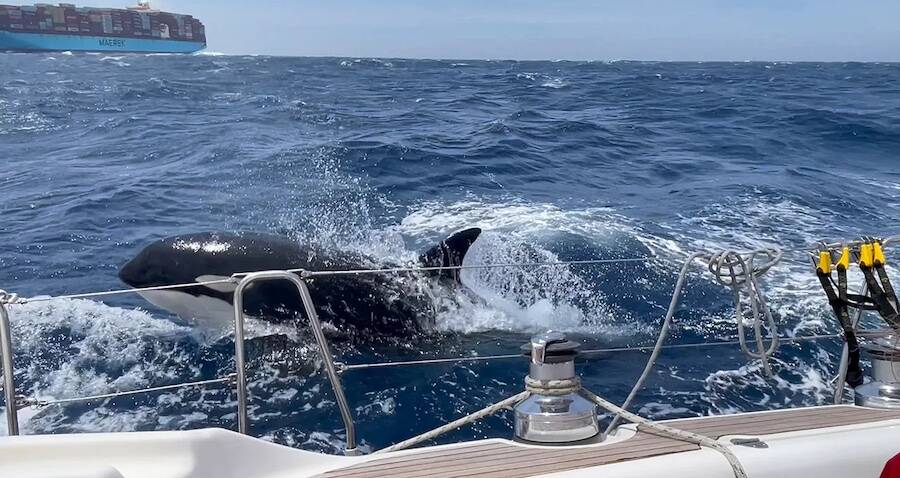 Orcas Sink Third Boat Off European Coast Since 2020