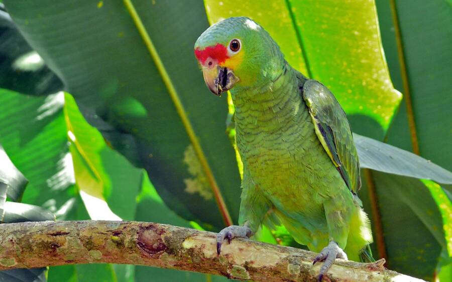 red lored amazon parrot