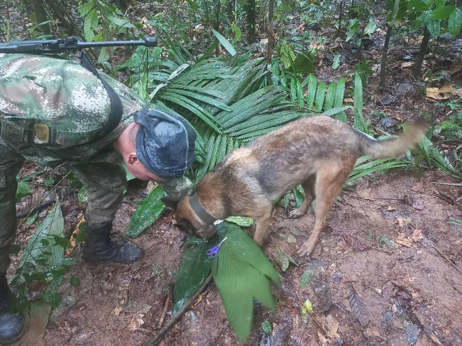 Search Dog In Rainforest