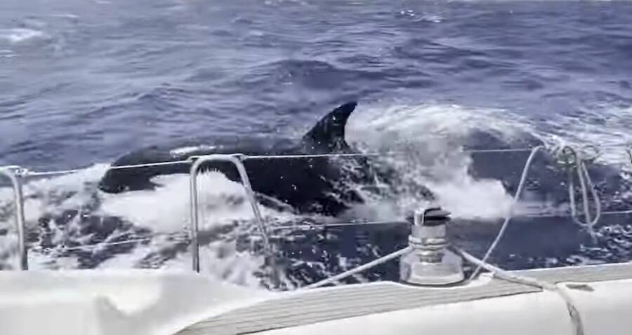 sailboat orca attack