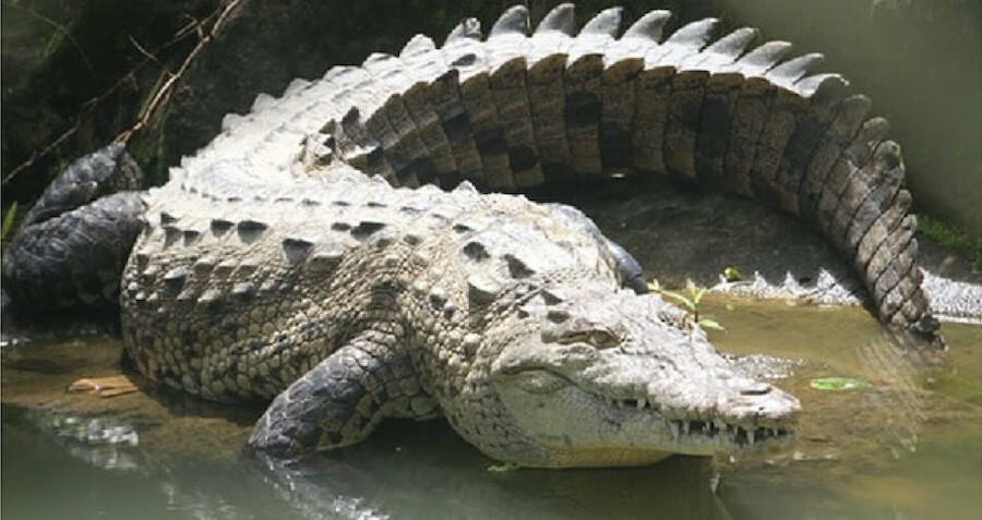 Researchers Document A Virgin Crocodile Birth For The First Time