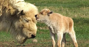 Baby White Bison Being Sweet
