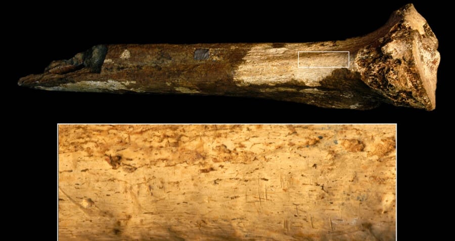 Cuts On Ancient Bone Could Be Earliest Evidence Of Cannibalism