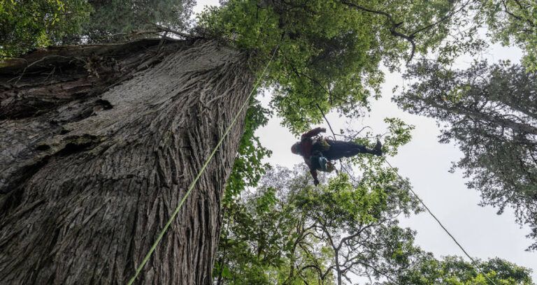 Climber On Giant Tree