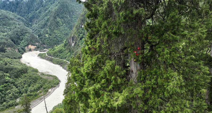 tallest-tree-in-asia-found-in-world-s-deepest-canyon-in-tibet