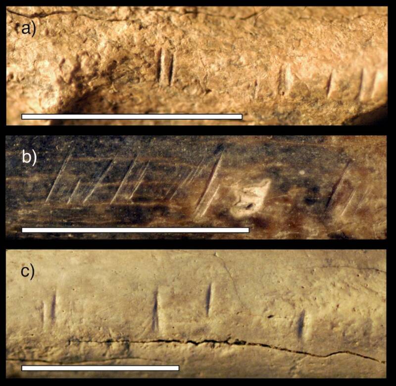 Close Up Of Cut Marks