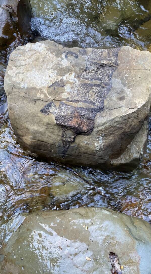Fossil Imprint On Rock