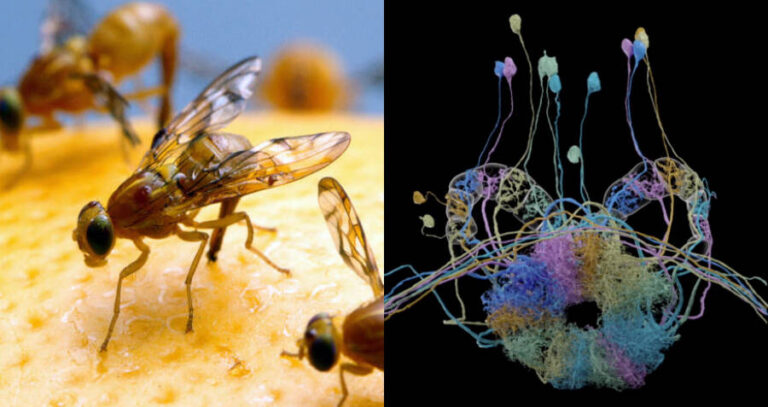 Fruit Flies And Scan