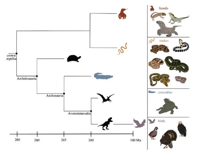 Phylogenetic Tree Of Parthenogensis