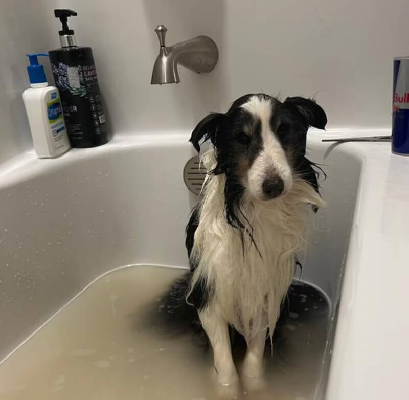 Riley In The Bath