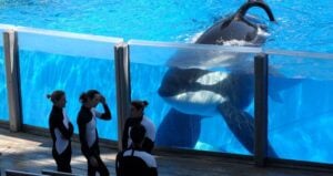 Tilikum And Trainers