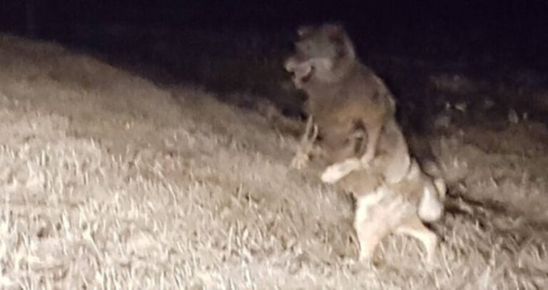 Beast Of Bray Road Drone