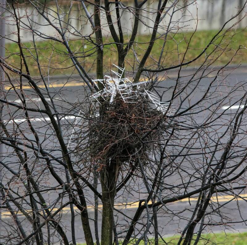 Bird Nest With Spikes