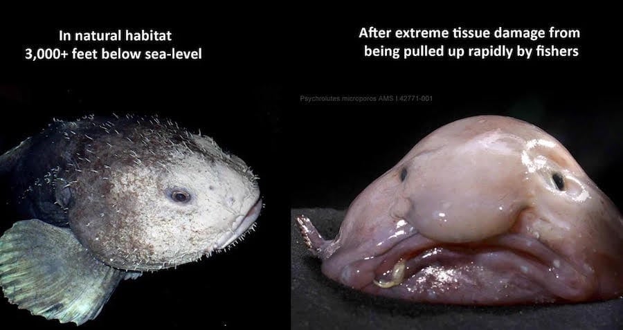 How blobfish (world's ugliest animal) normally look like underwater  before lifting them to the surface causing their tissues to explode.  Blobfish are in danger of extinction. - 9GAG