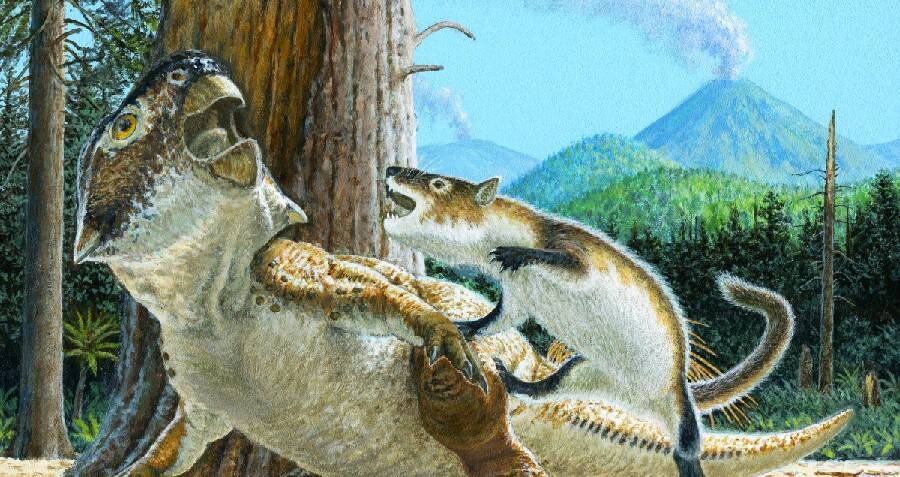 Prehistoric Fossil Shows Mammal And Dinosaur In Mortal Combat