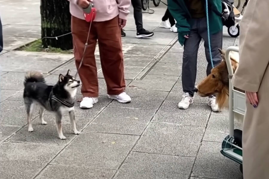 Dog Standoff