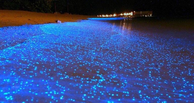 Glowing Sea Of Stars