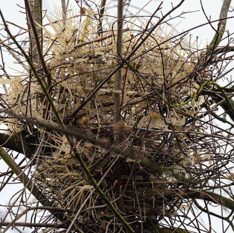 Magpie Nest