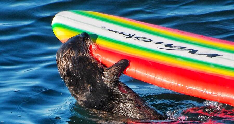 This Otter Has Been Terrorizing Surfers And Stealing Their Boards