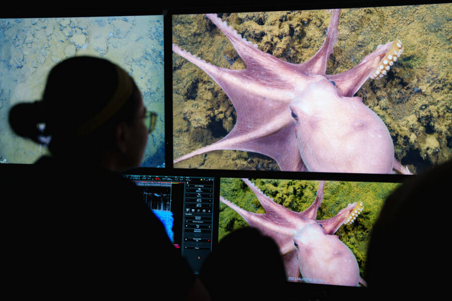 Scientist Analyzing Octopus Photo