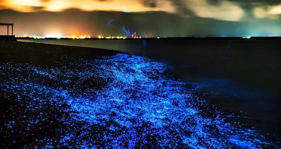 7 Amazing Facts About The Sea Of Stars In The Maldives