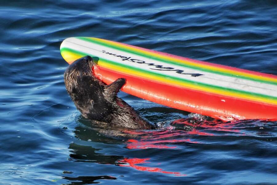 Sea Otter Biting Surfboard