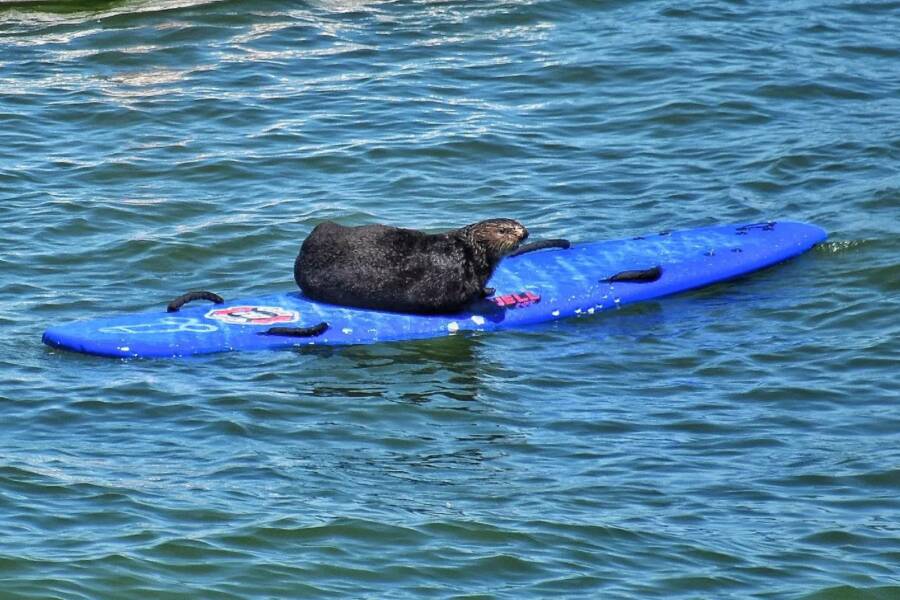Sea Otter On Surfboard