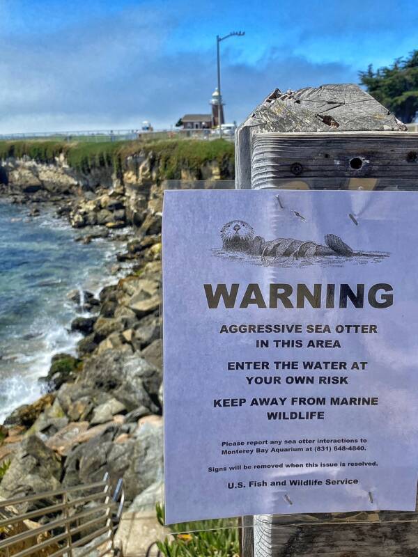 Sea Otter Warning Sign