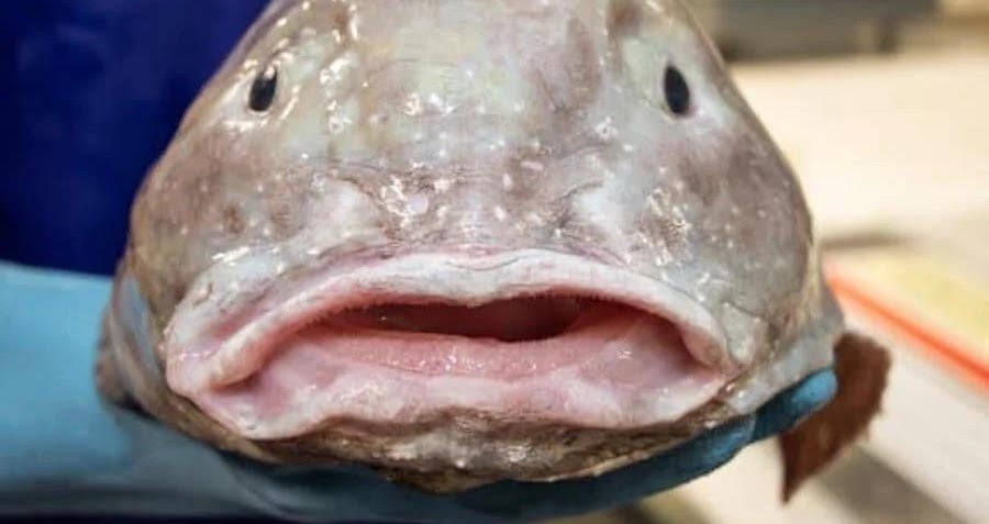 Why the World's Ugliest Animal Looks so Different Underwater