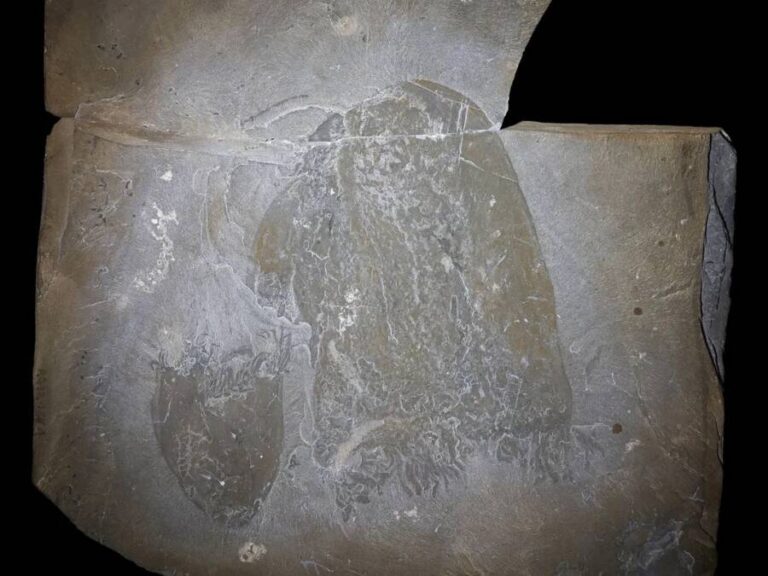 Scientists Identify 500-Million-Year-Old Jellyfish Fossils