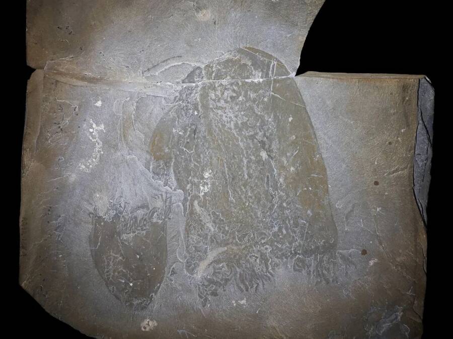 Ancient Jellyfish Slab