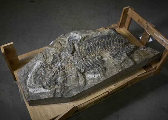 Arenaerpeton Fossil